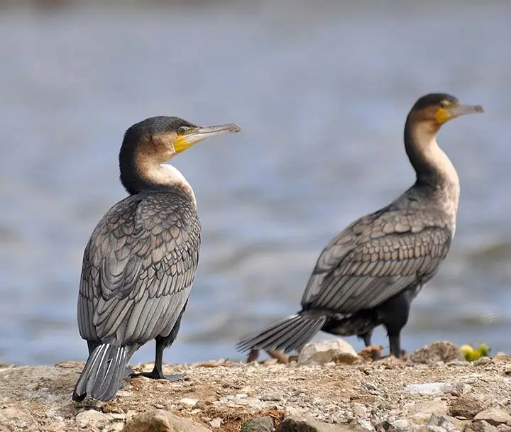 white-breasted cormorant